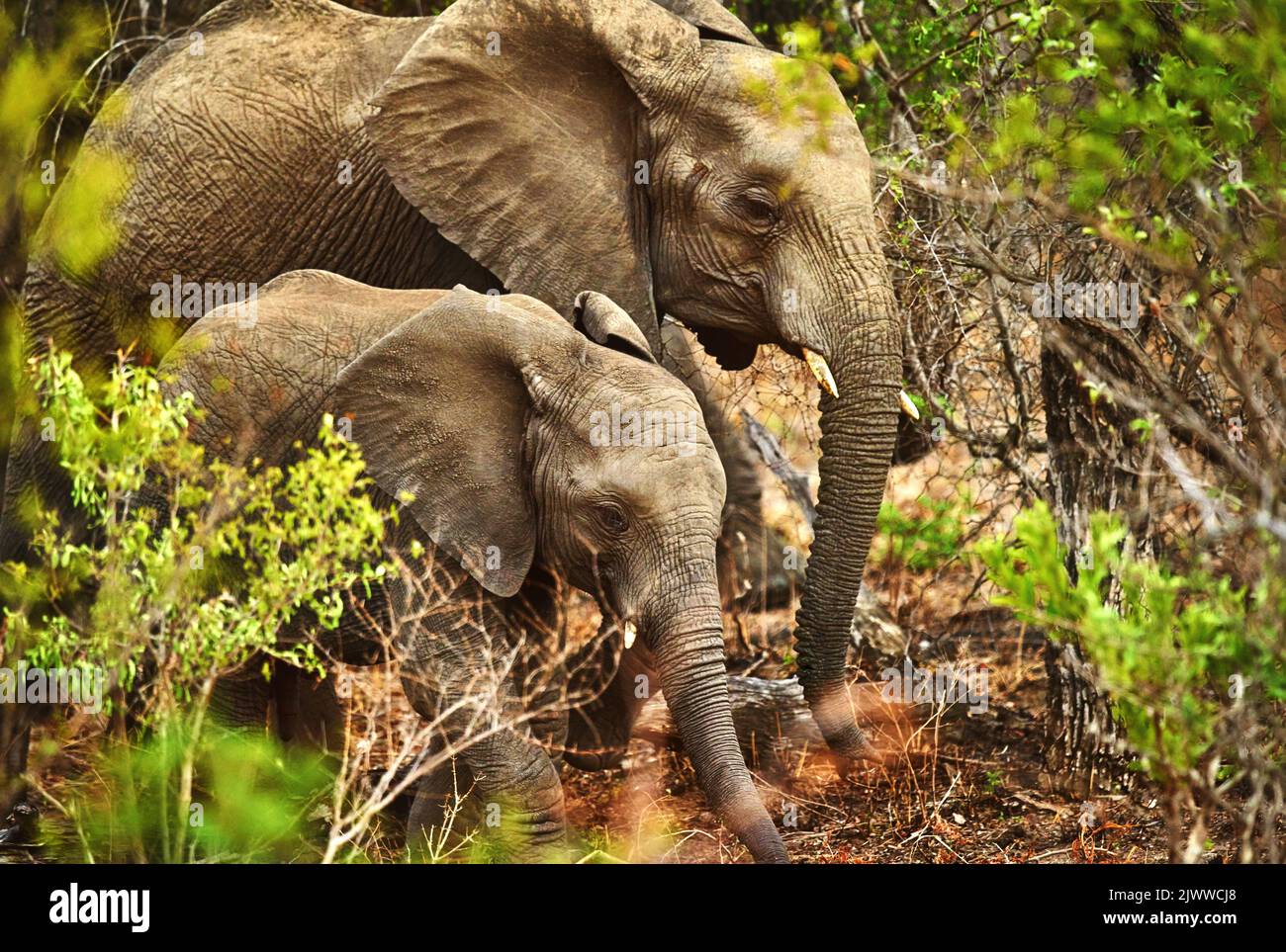 Non si trova mai lontano dal suo vitello. Na madre elefante e il suo giovane vitello nel loro habitat naturale. Foto Stock