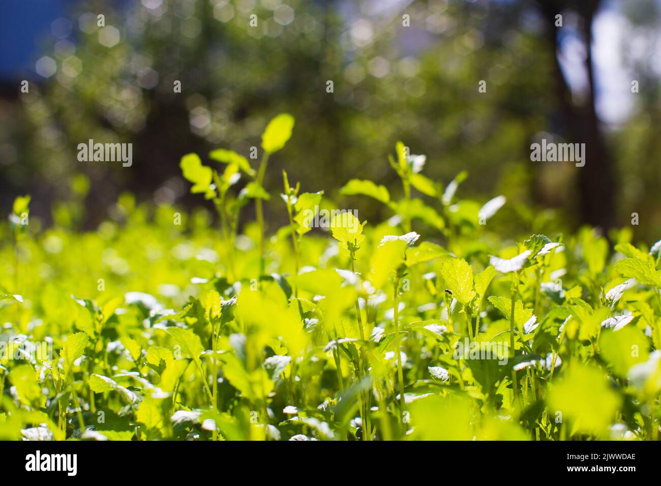 I raccolti piantati nel suolo si maturano sotto il sole. Terreno coltivato vicino con germoglio. Pianta agricola che cresce in fila di letto. Raccolto di cibo naturale verde Foto Stock