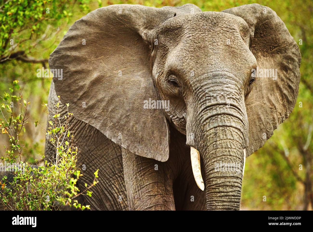 Roaming libero. Un elefante nel suo habitat naturale. Foto Stock
