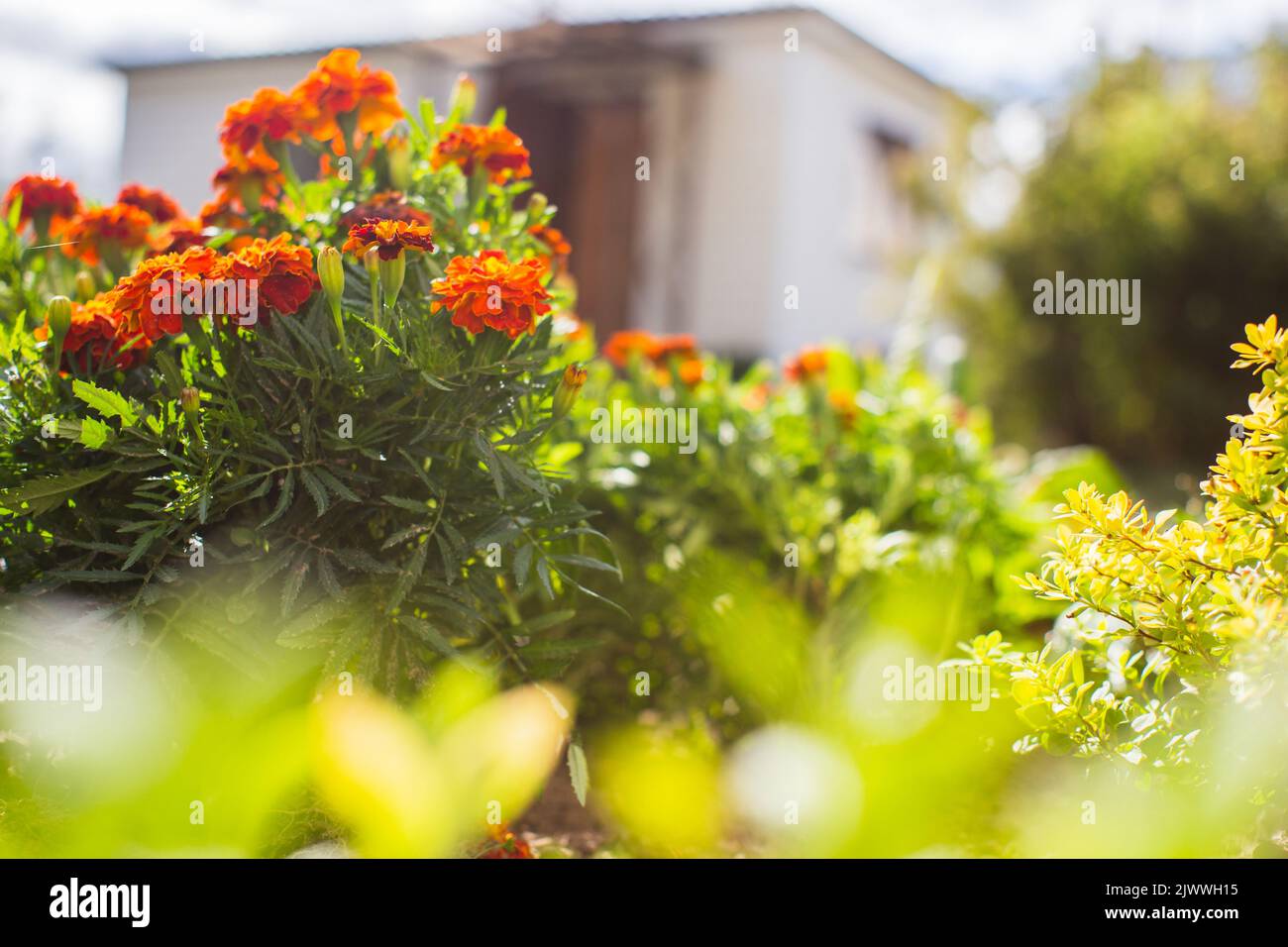 Sfondo panorama di fiori in un letto vicino alla casa. Bellissimo paesaggio naturale di campagna con forte sfondo sfocato Foto Stock