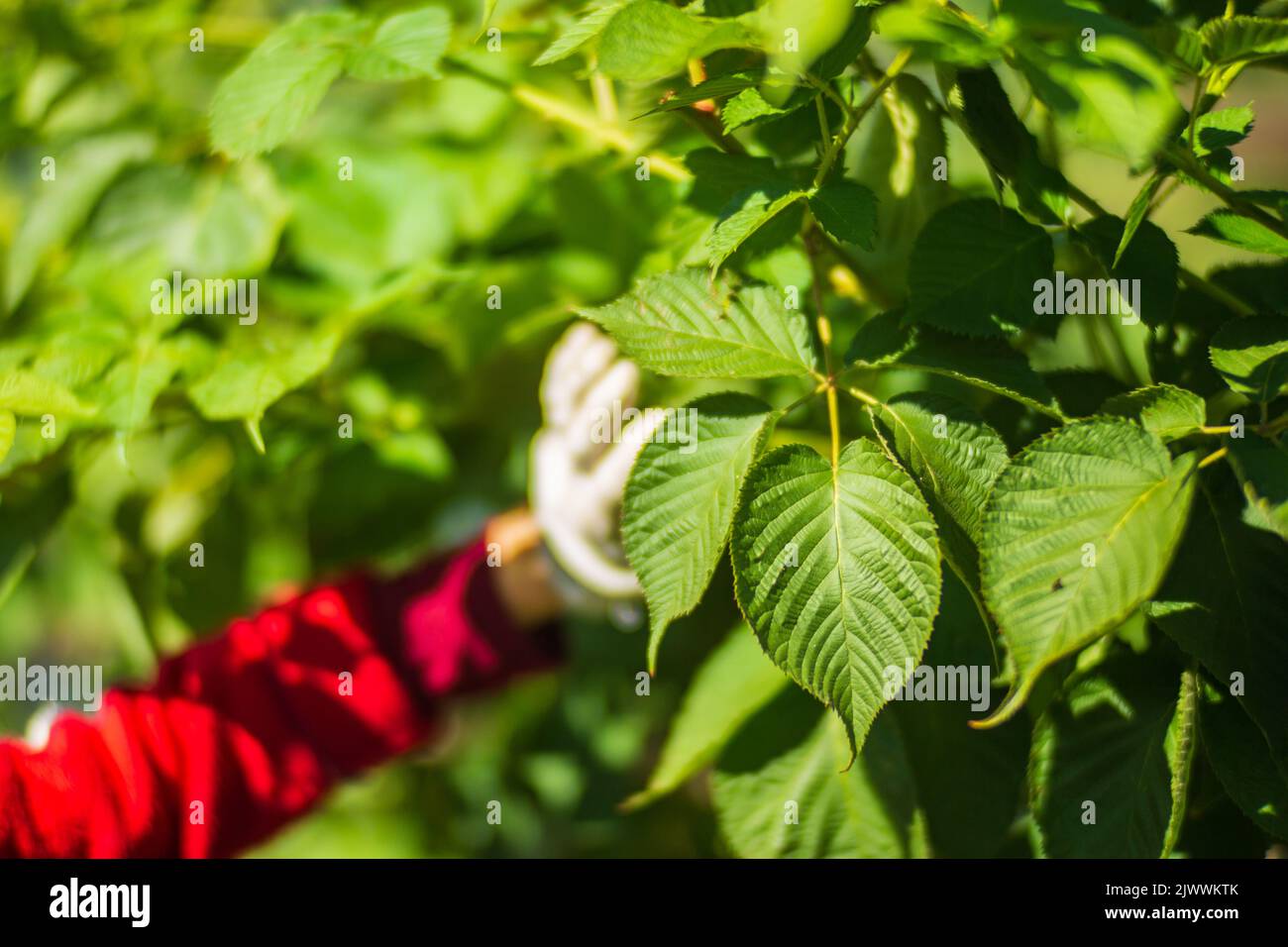 La mano dell'agricoltore tocca i raccolti agricoli da vicino. Vegetali crescenti nel giardino. Cura e manutenzione del raccolto. Prodotti ecologici Foto Stock