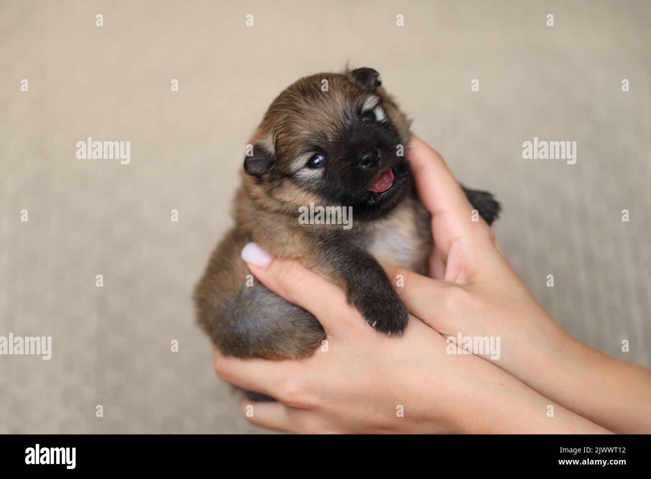 la ragazza tiene nelle sue mani un cucciolo neonato di uno shpiz pomerano Foto Stock