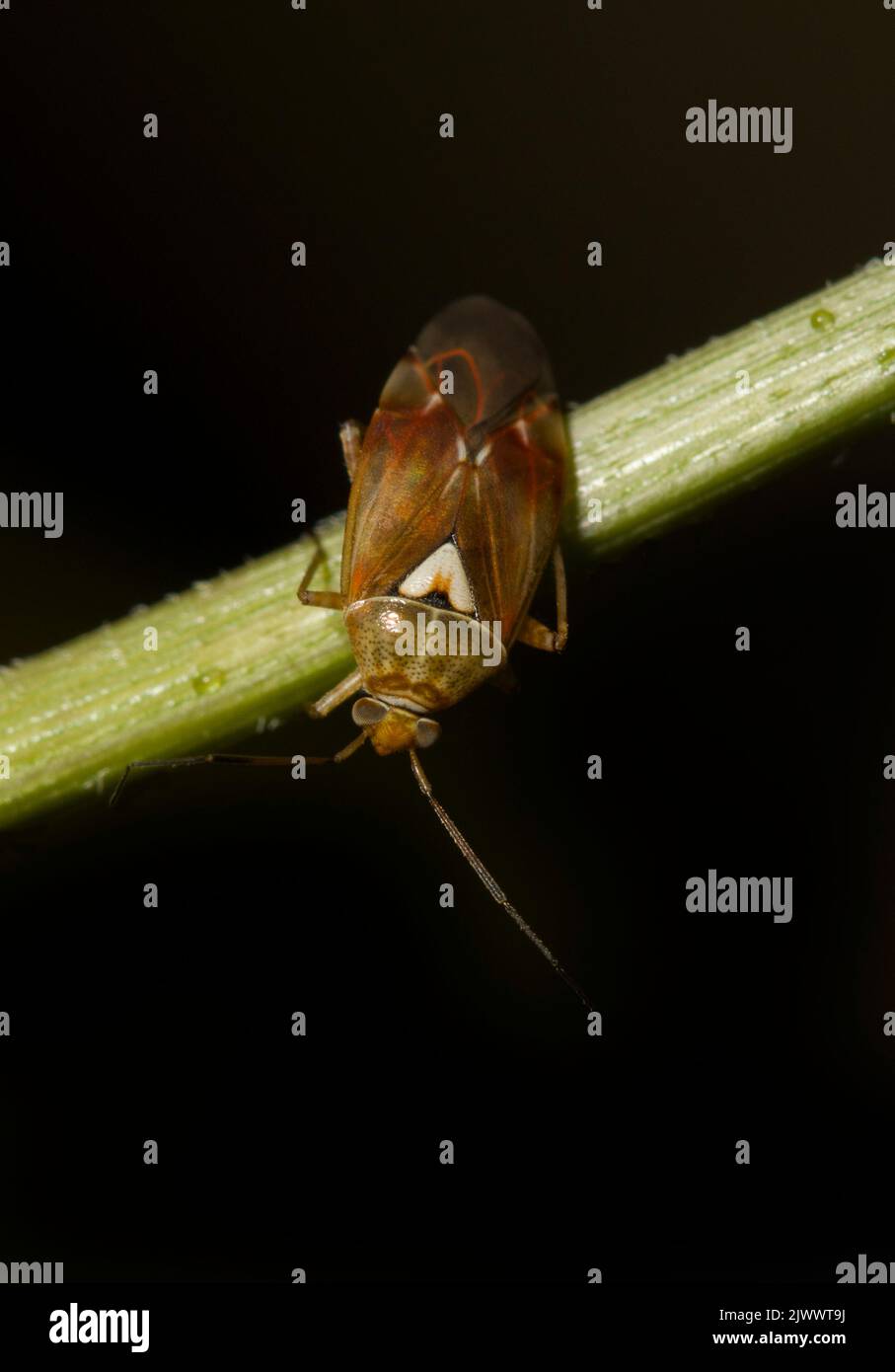 Lygus pratensis Foto Stock
