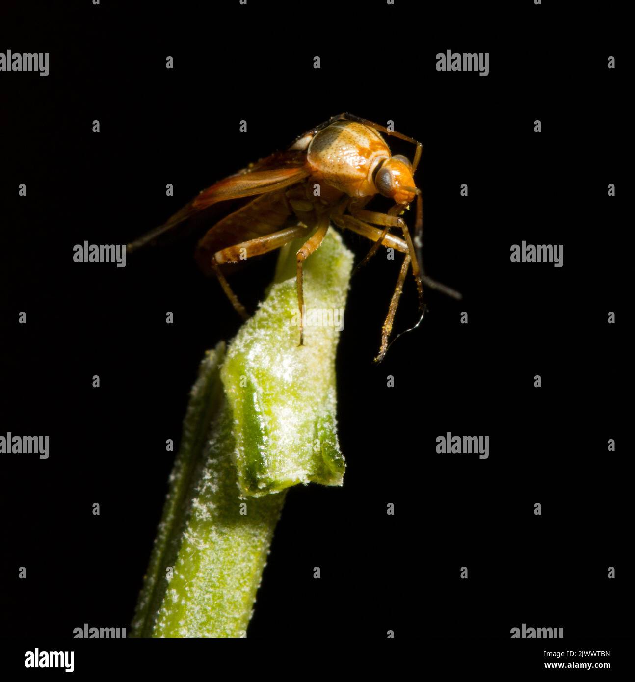 Lygus pratensis Foto Stock