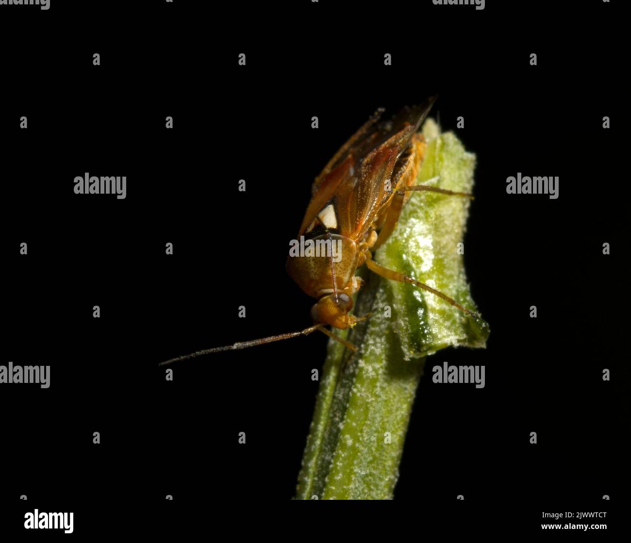 Lygus pratensis Foto Stock