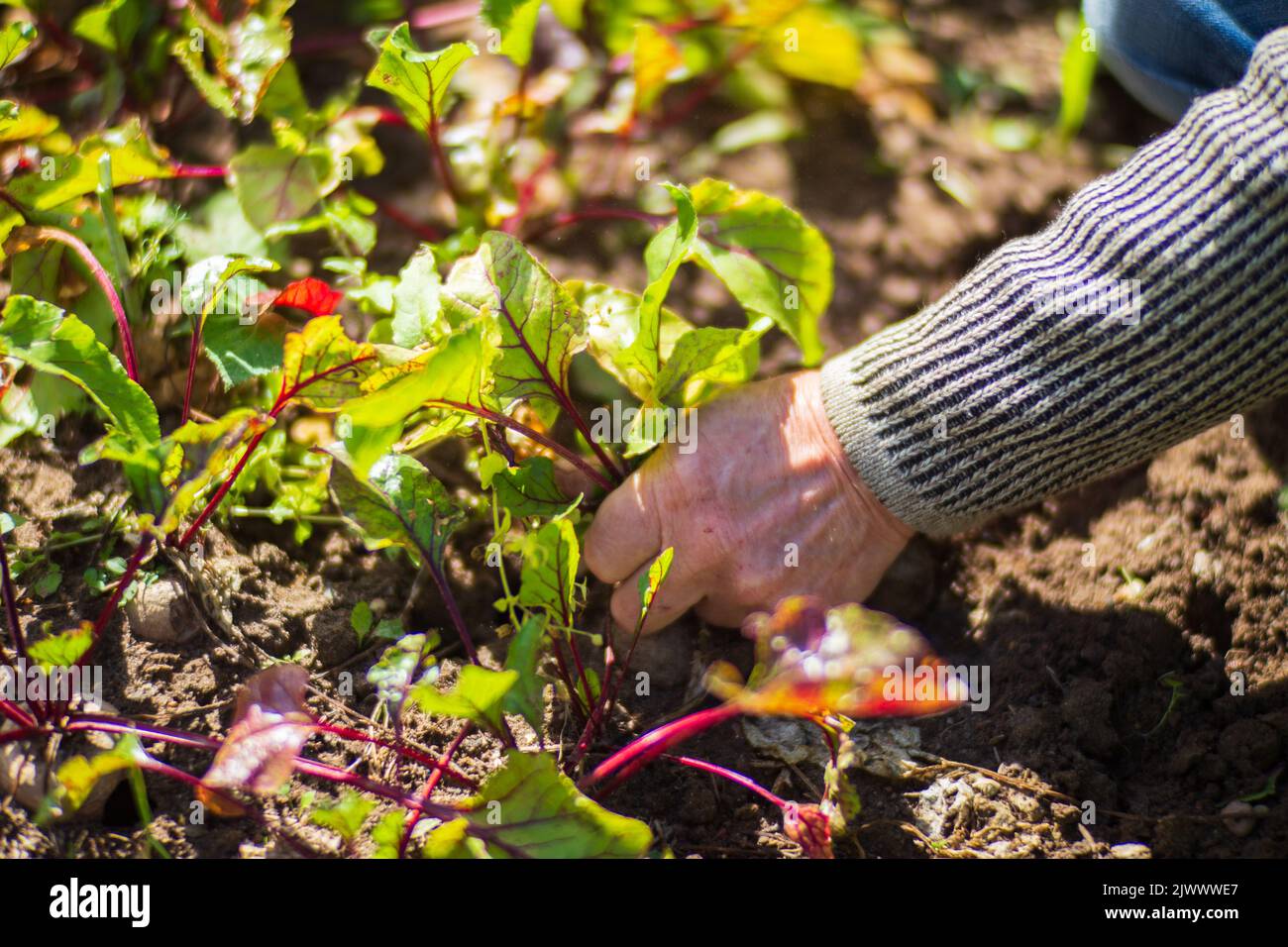 Le mani del coltivatore raccolgono raccolto di barbabietole nel giardino. Lavori di piantagione. Raccolta autunnale e concetto di cibo biologico sano primo piano con focus selettivo Foto Stock