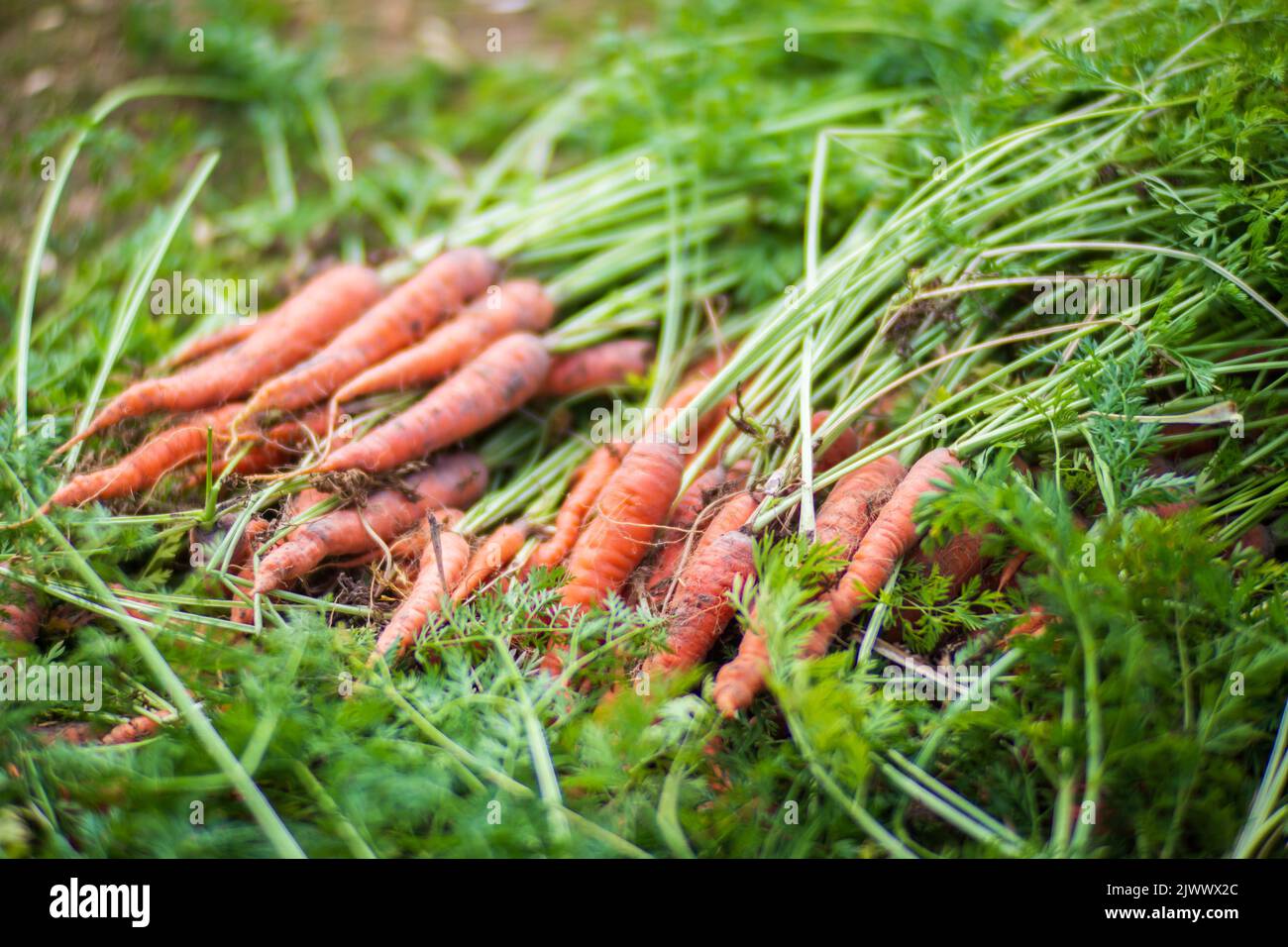 Raccolta di carote in giardino. Lavori di piantagione. Raccolta autunnale e concetto di cibo biologico sano primo piano con focus selettivo Foto Stock