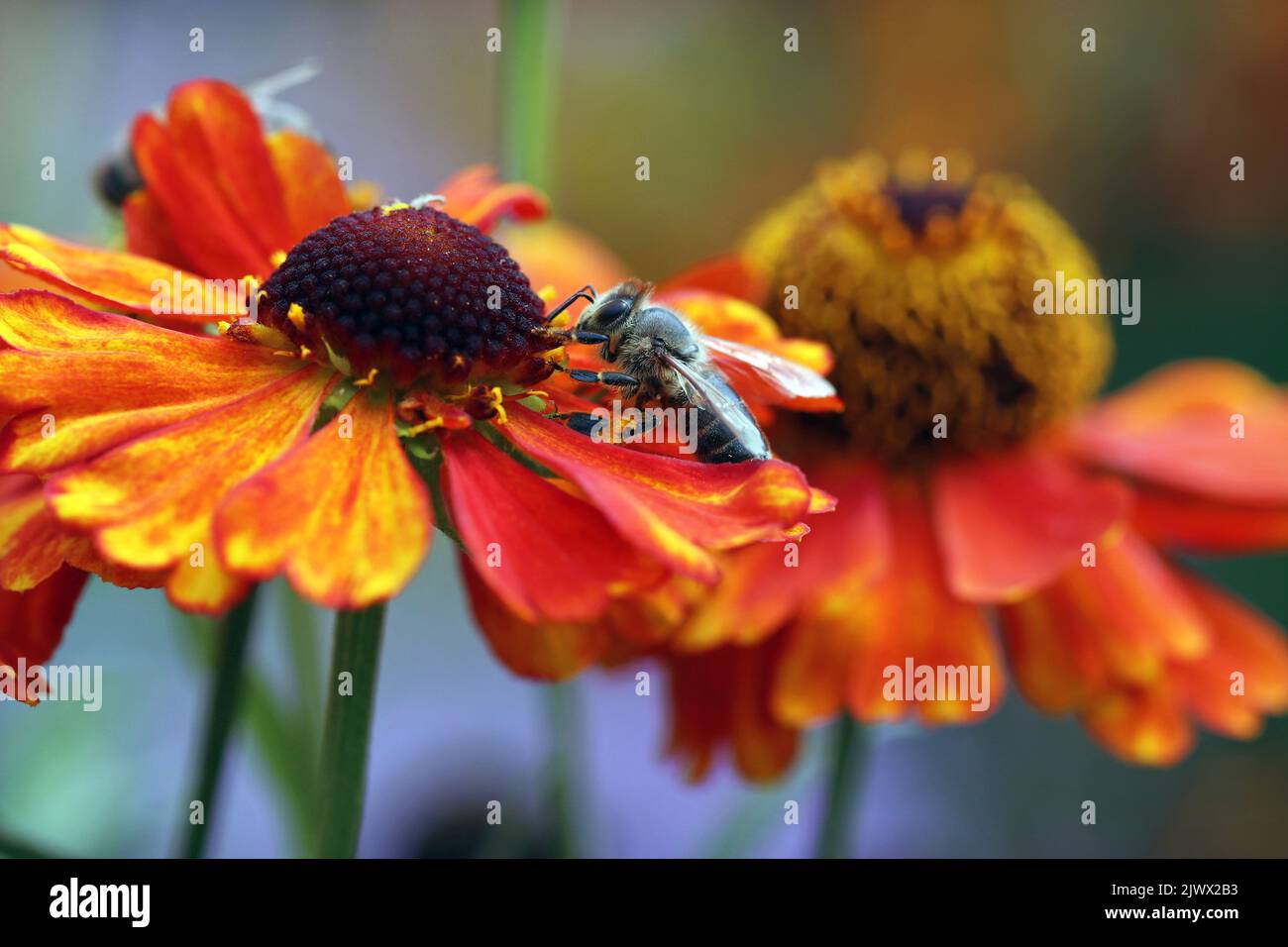 Immagine macro di un 'Elenium Sahin's Early Flowerer (Sneezeweed)'; un'ape di miele raccoglie il nettare dal centro marrone cioccolato del fiore rosso-arancio Foto Stock