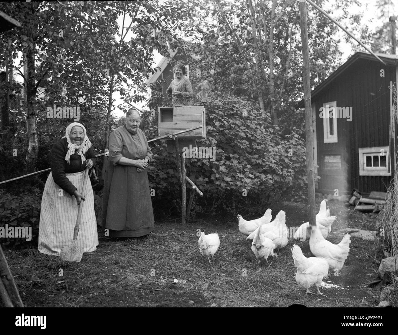 Cura delle galline Skötsel AV hönsen Foto Stock