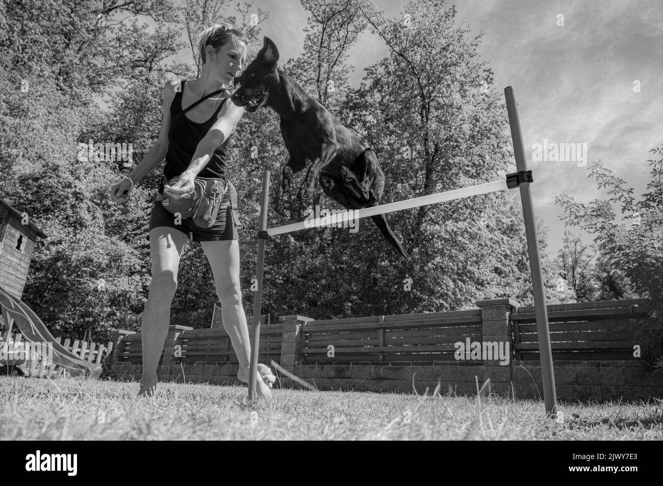 Immagine in bianco e nero di un labrador Retriever che salta in alto su un ostacolo e il suo allenatore la formazione fuori in zona di addestramento del cane. Foto Stock