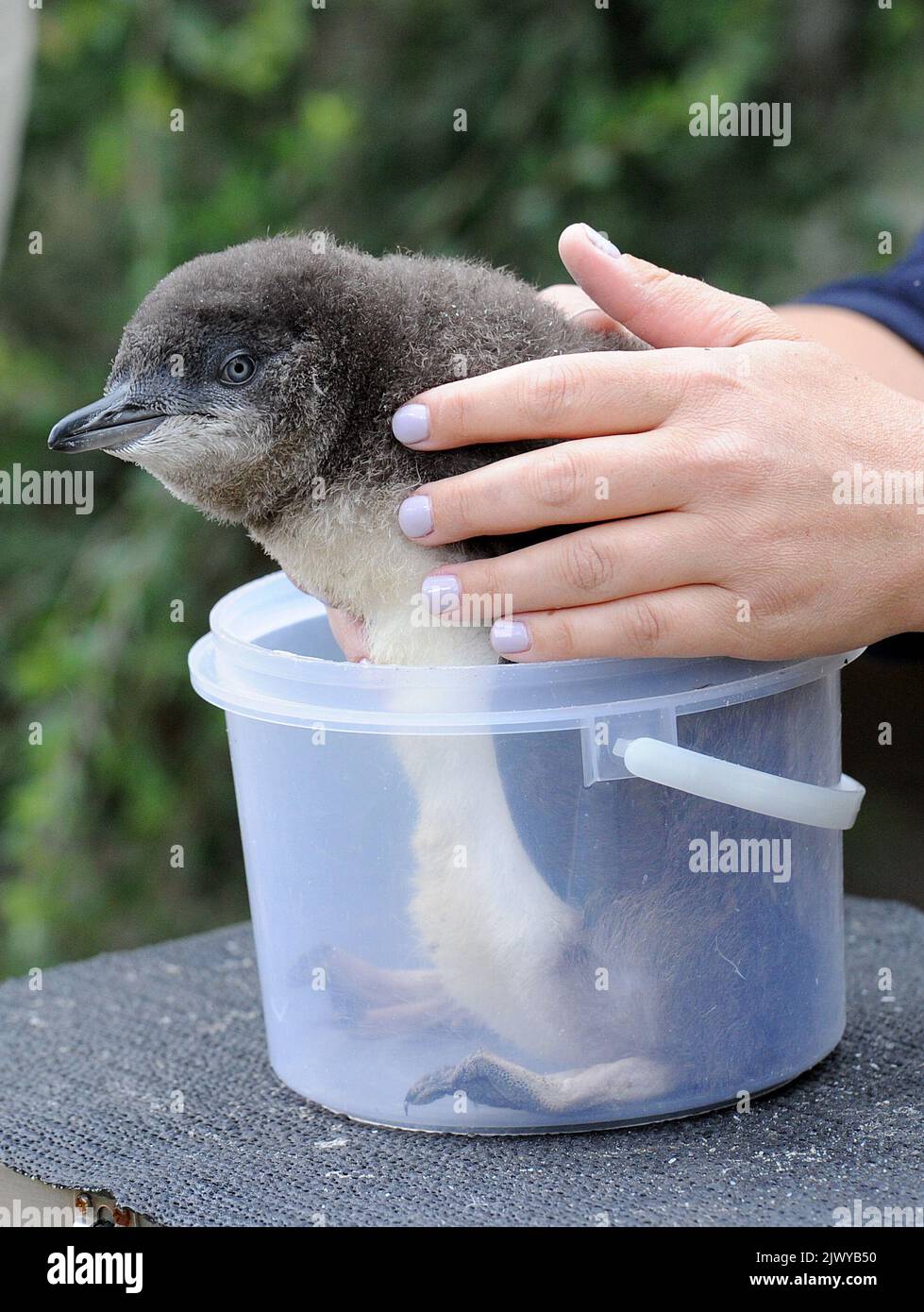 Il veterinario dello zoo di Melbourne, il Dr. Sarah Frith, pesa un giovane pinguino, mercoledì 4 febbraio 2015. Lo Zoo di Melbourne ha avuto la stagione di allevamento dei pinguini più riuscita da quando le creature sono state trasferite nella loro nuova mostra al Wild Sea. (Immagine AAP/Joe Castro) Foto Stock