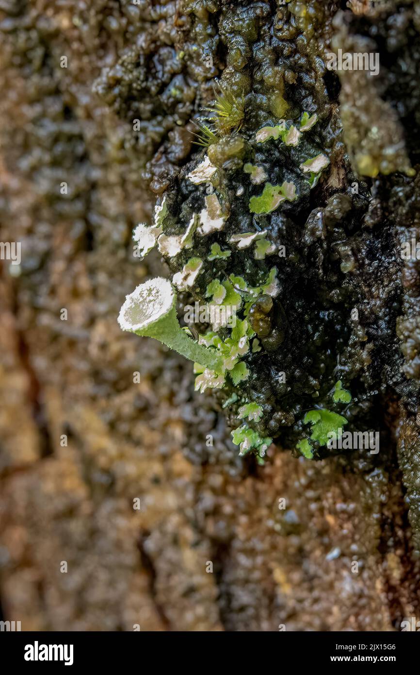 Cladonia asahinae, Pixie Cup Lichen Foto Stock