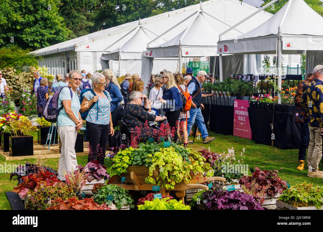 Esposizione di Heucheras in uno stand all'annuale Wisley Taste of Autumn Festival a settembre a RHS Wisley, Surrey, Inghilterra sudorientale Foto Stock