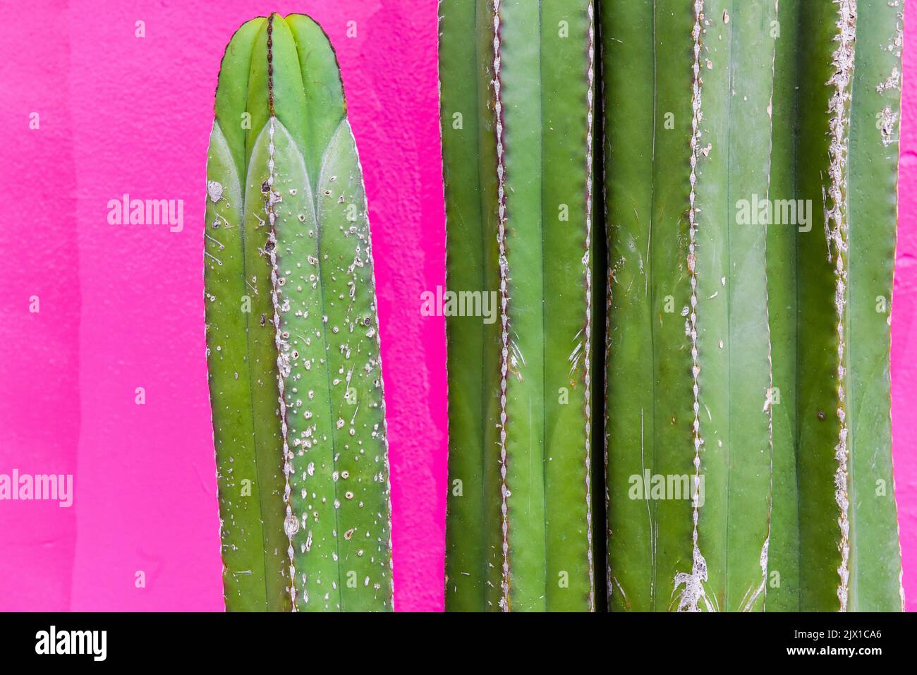 Cactus di fronte a una parete rosa Foto Stock