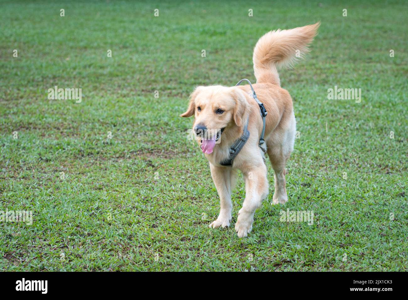 Sorridente e carino cane Golden Retriever a piedi sul campo. Spazio di copia. Foto Stock