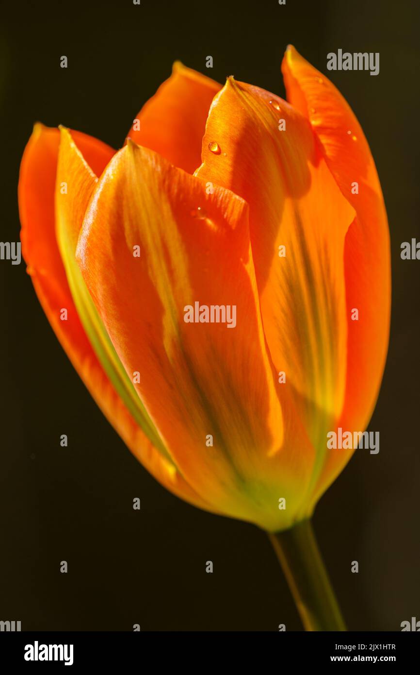 Un singolo tulipano arancione brillante con gocce d'acqua su sfondo scuro Foto Stock