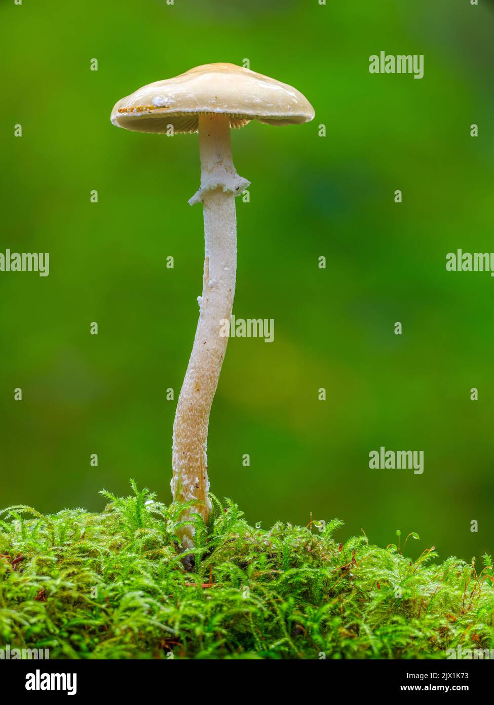 Un alto fungo che cresce da un letto di muschio Foto Stock