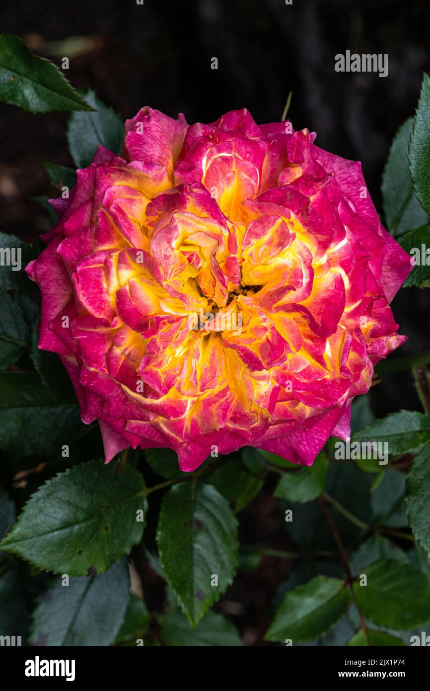 Fiori di rosa in miniatura 'Rainbow Sunblaze' Foto Stock