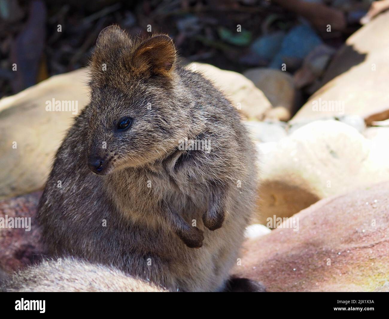 Un accattivante ritratto di una bella Quokka accattivante. Foto Stock