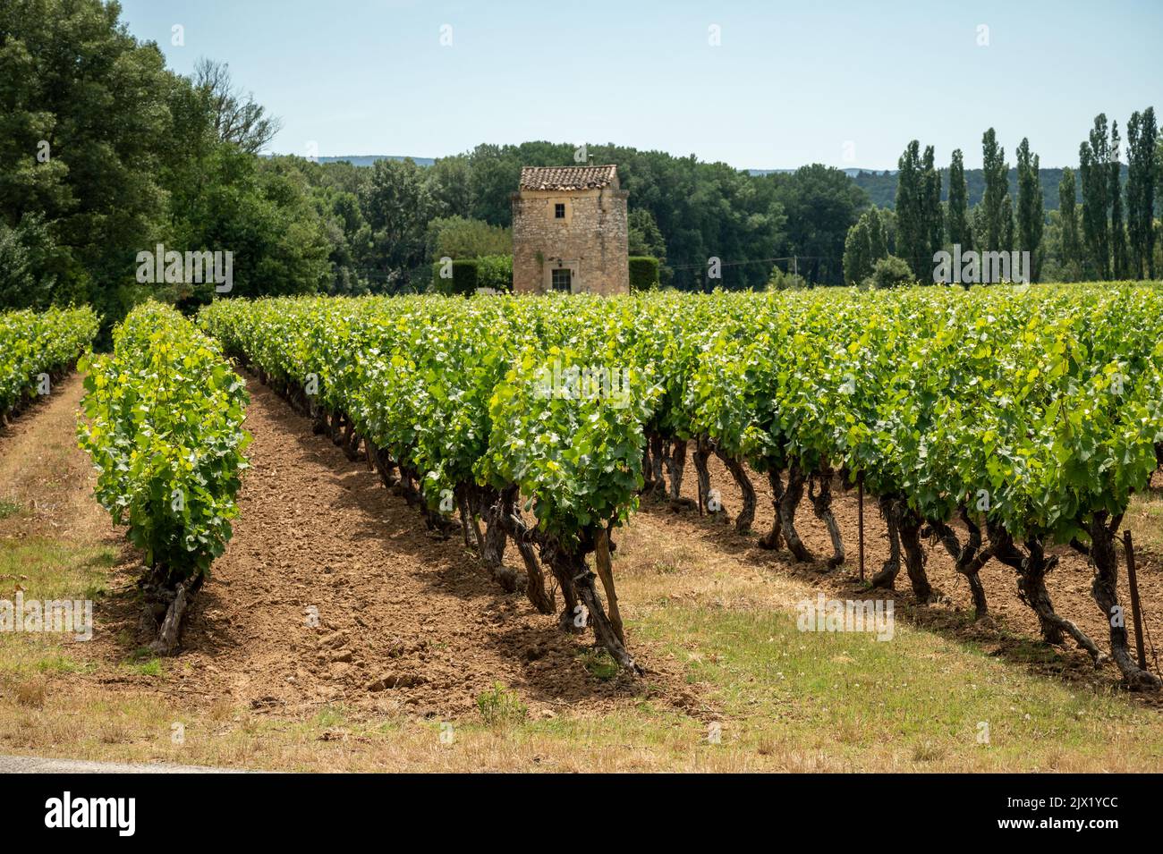 Filari di viti verdi che crescono su ciottoli nei vigneti nei pressi dei villaggi Lacoste e Bonnieux nel Luberon, Provenza, Francia Foto Stock