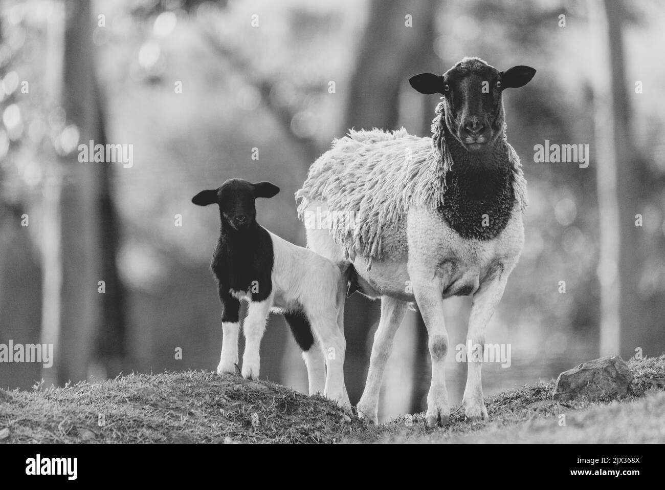 Pecora madre con bambino agnelli in un campo in primavera. Foto Stock