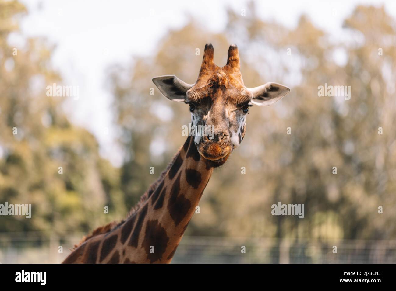 Mogo Australia, giraffa di Rothschild seduta a terra, nota anche come giraffa di Baringo o giraffa ugandese Foto Stock