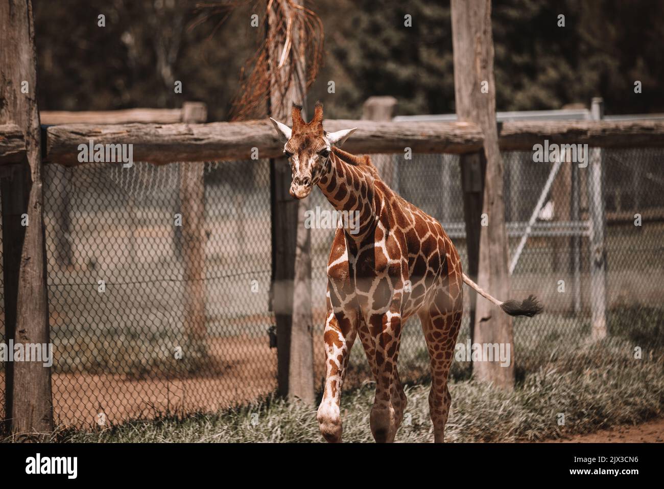 Mogo Australia, giraffa di Rothschild seduta a terra, nota anche come giraffa di Baringo o giraffa ugandese Foto Stock