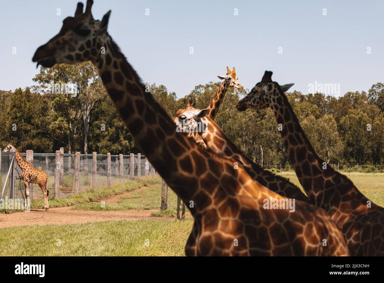 Mogo Australia, giraffa di Rothschild seduta a terra, nota anche come giraffa di Baringo o giraffa ugandese Foto Stock