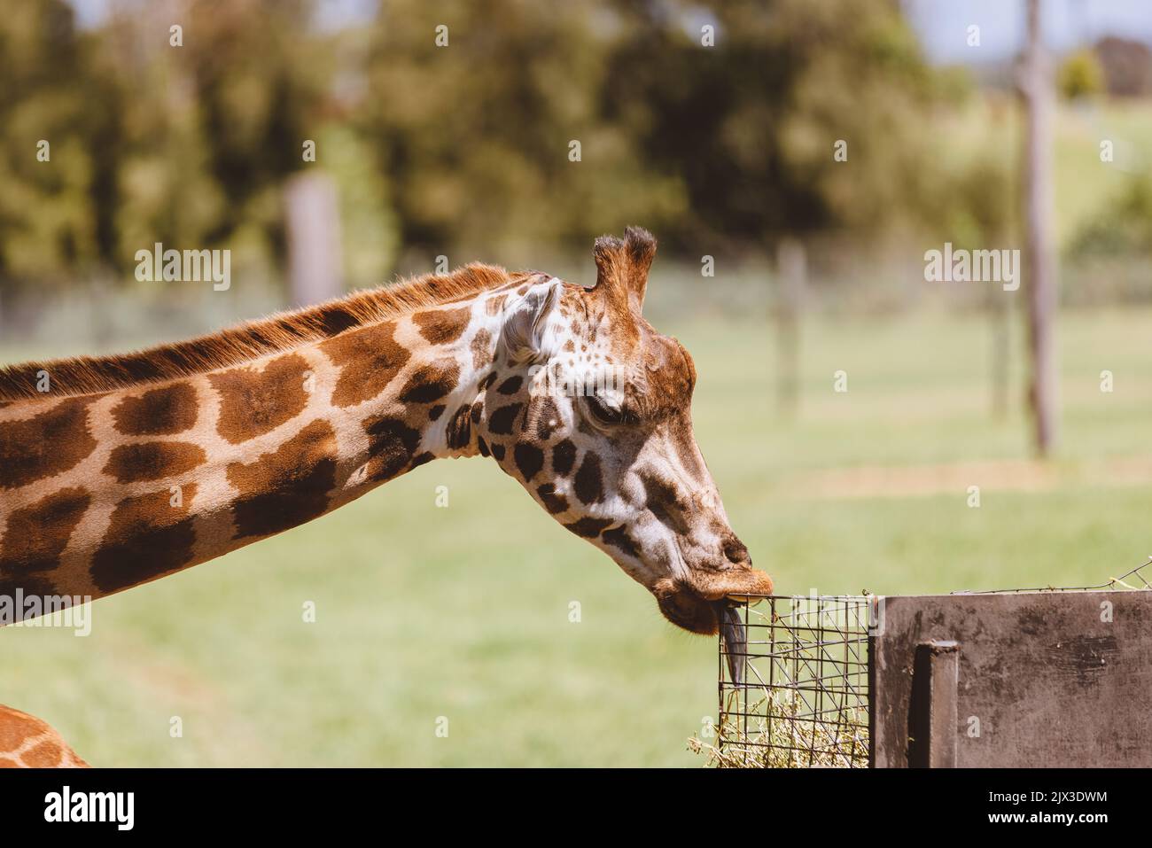 Mogo Australia, giraffa di Rothschild seduta a terra, nota anche come giraffa di Baringo o giraffa ugandese Foto Stock