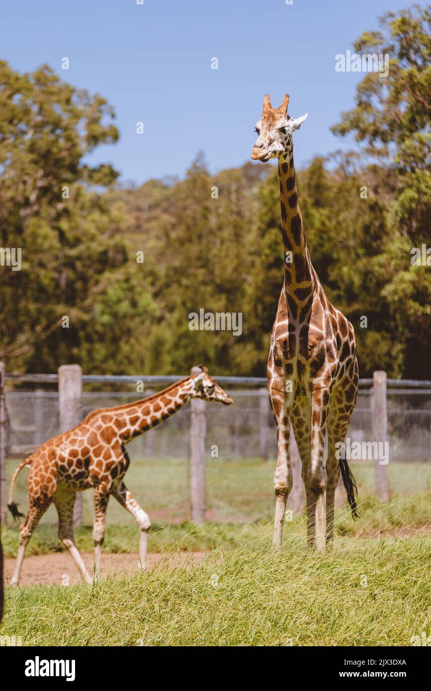 Mogo Australia, giraffa di Rothschild seduta a terra, nota anche come giraffa di Baringo o giraffa ugandese Foto Stock