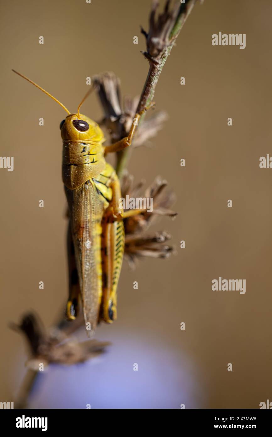 Grasshopper su gambo di cicoria. Foto Stock