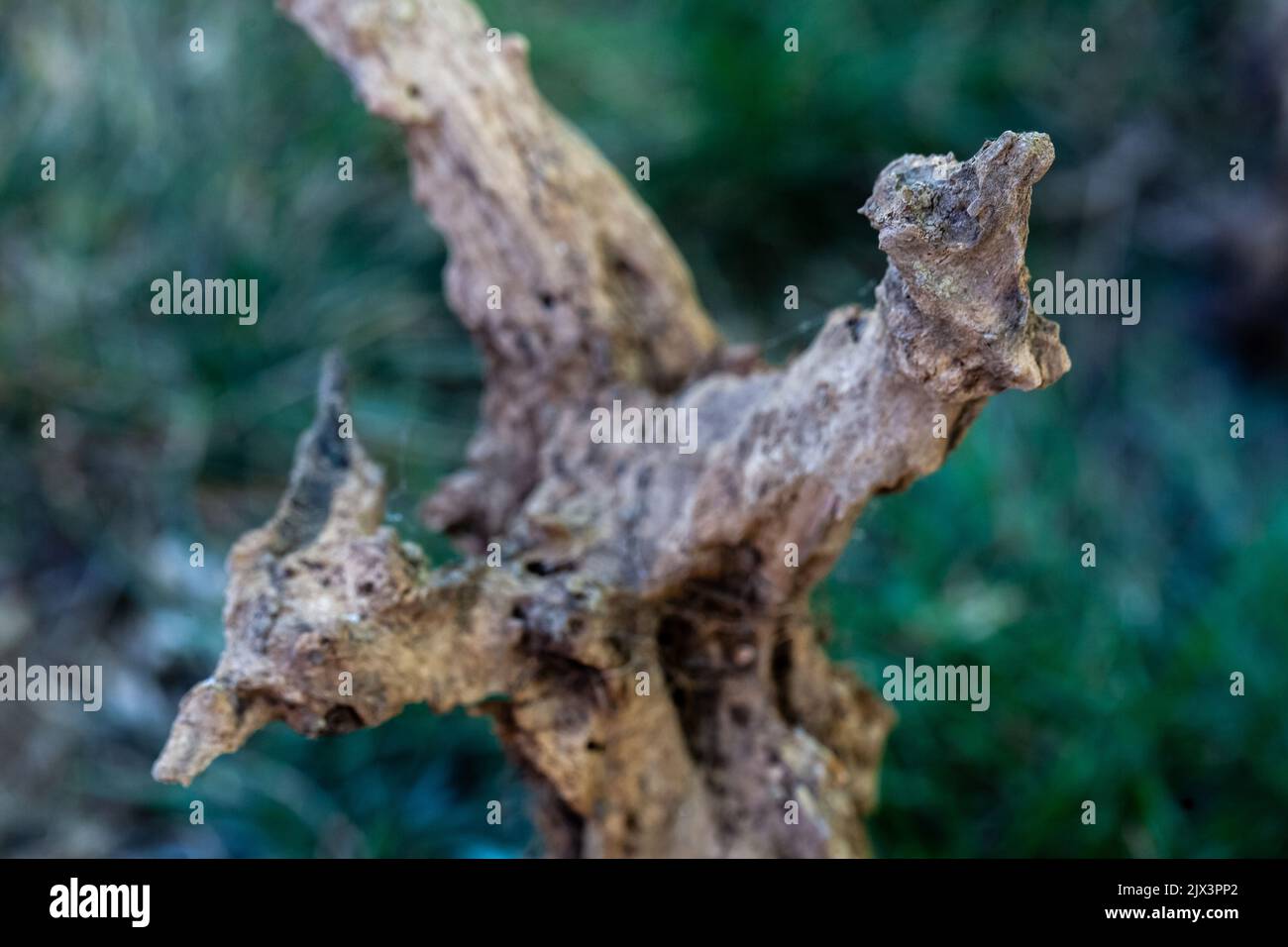 Sfera di radice rotta che sembra driftwood. Foto Stock