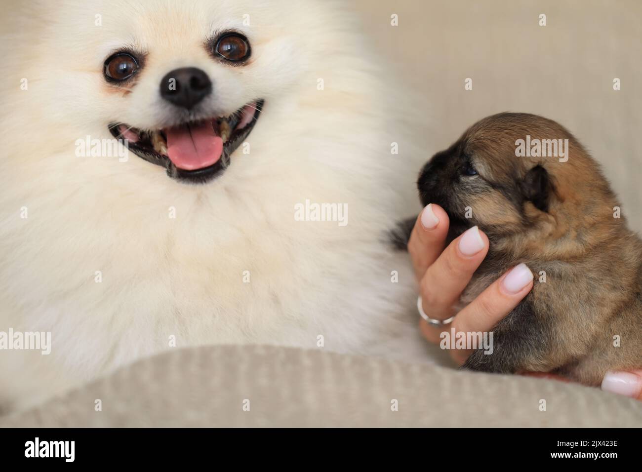 Carino amabile peloso Pomeranian e cucciolo piccolo Foto Stock