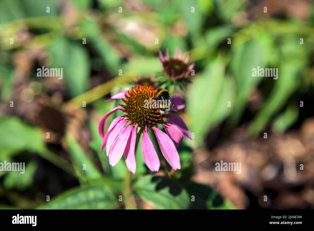 L'echinacea rosa fiorisce in un aiuola sotto il sole Foto Stock