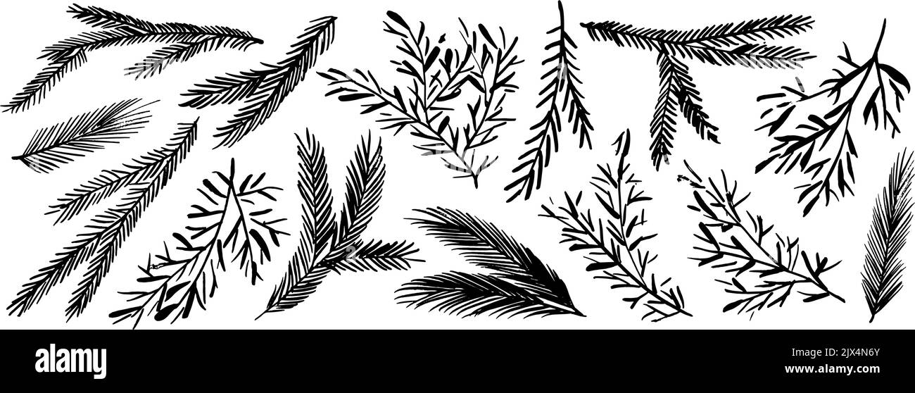 Set di rami di abete e pino disegnato a mano. Illustrazione Vettoriale