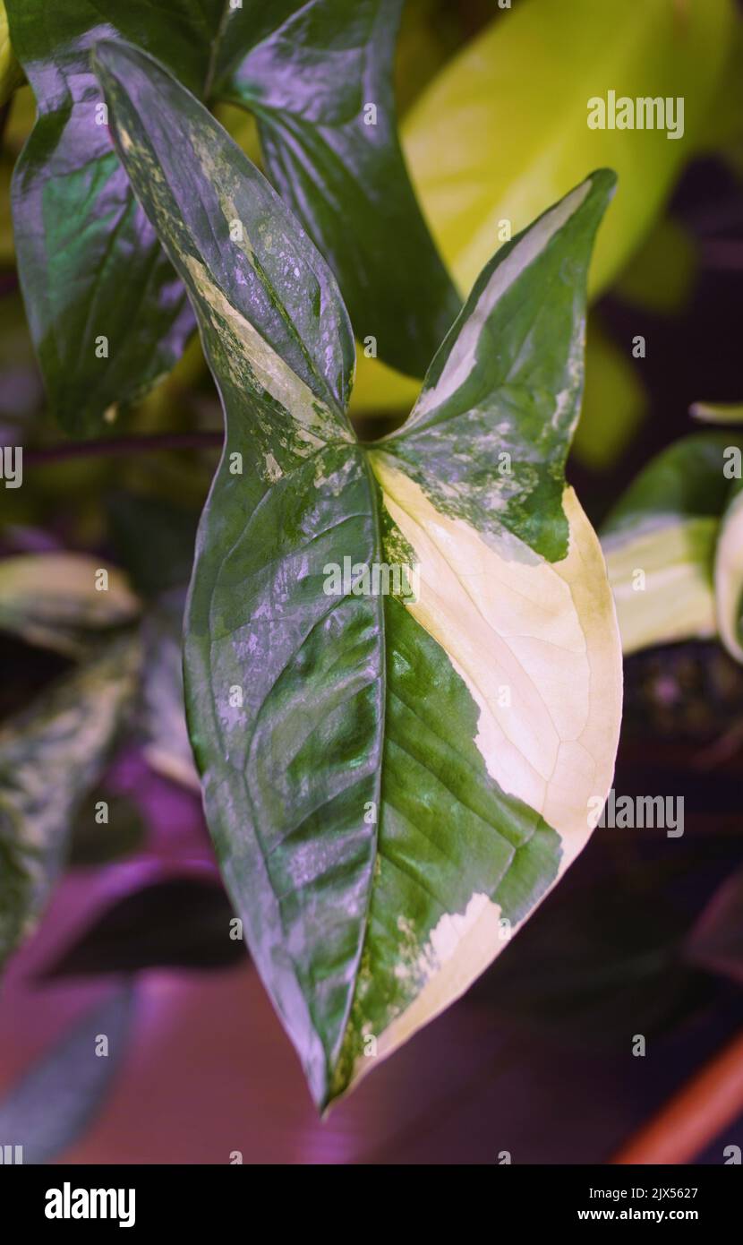 Primo piano della bella foglia variegata di Syngonium Aurea Foto Stock