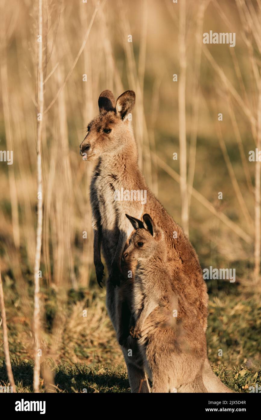 Canguro grigio orientale con orecchie pruciate e in piedi nei campi da pascolo del Parco Nazionale di Eurobodalla Foto Stock