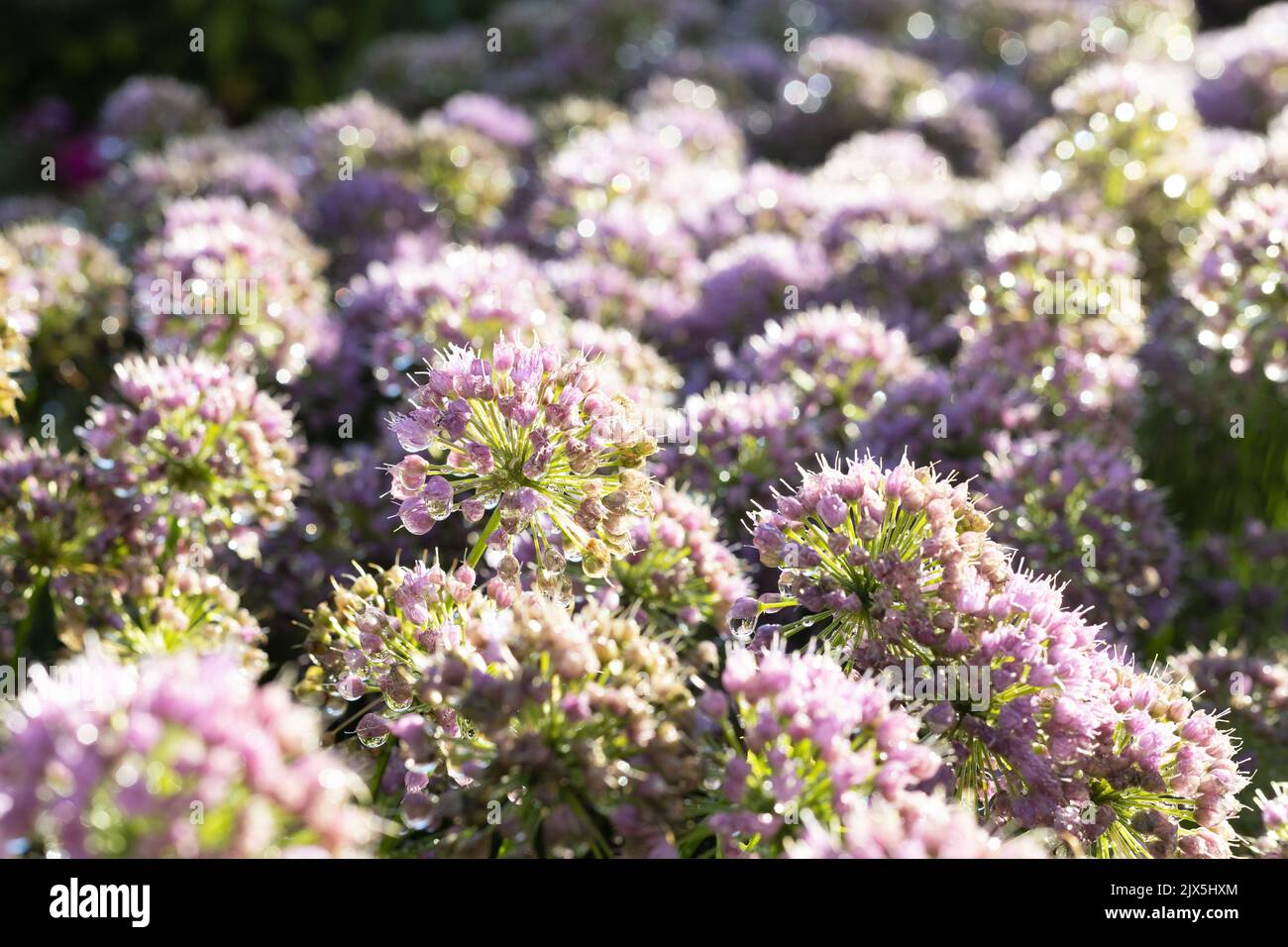 Allio bagnato fiori al sole con bokeh. Foto Stock