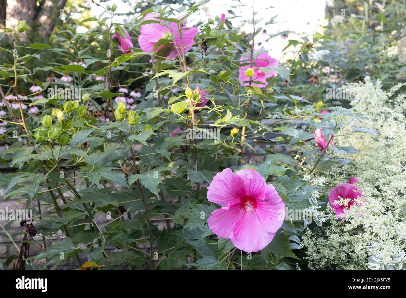 Hibiscus 'Nubi rosa' fiori. Foto Stock