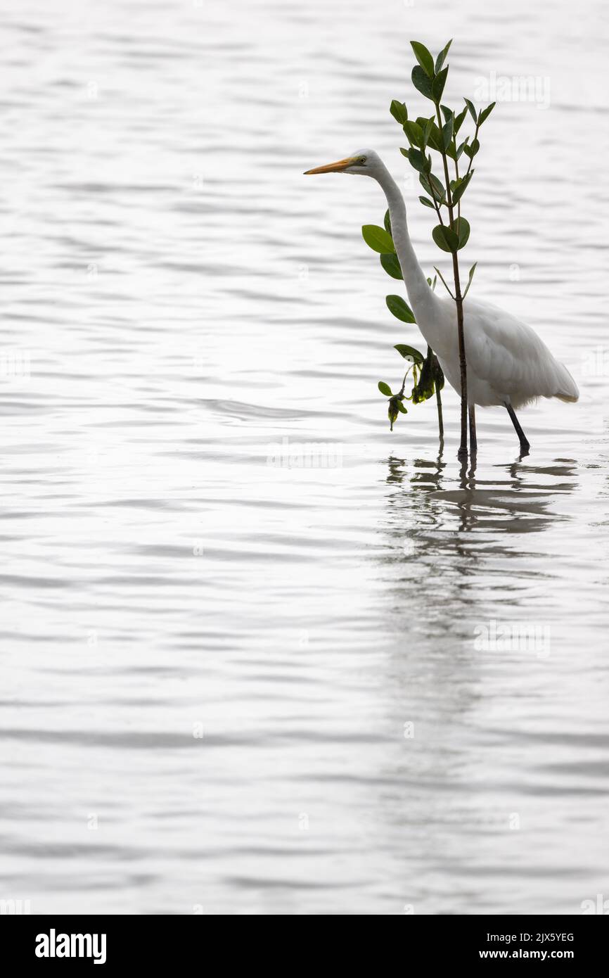 Un grande Egrets Bianco si aggirò su un arto dell'albero dopo aver nutrito le prede nella zona intercorrente sulla Cairns Esplanade nel lontano Queensland Nord, Australia. Foto Stock