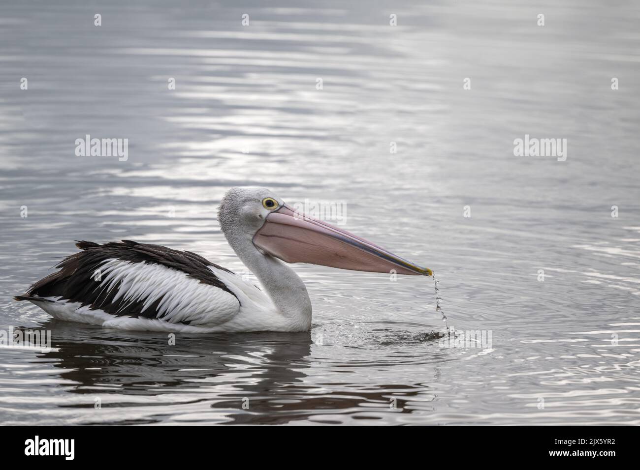 Un Pelican Australiano beve un po' d'acqua prima di iniziare a pescare nelle acque poco profonde della Cairns Esplanade nel lontano Queensland Nord, Australia. Foto Stock