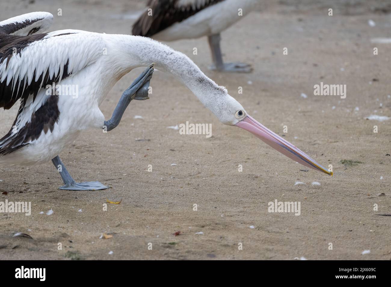 Un pellicano australiano si sella a riva per predicarsi dopo una sessione di nutrimento sull'Esplanade mudflats di Cairns nel lontano Queensland settentrionale. Foto Stock