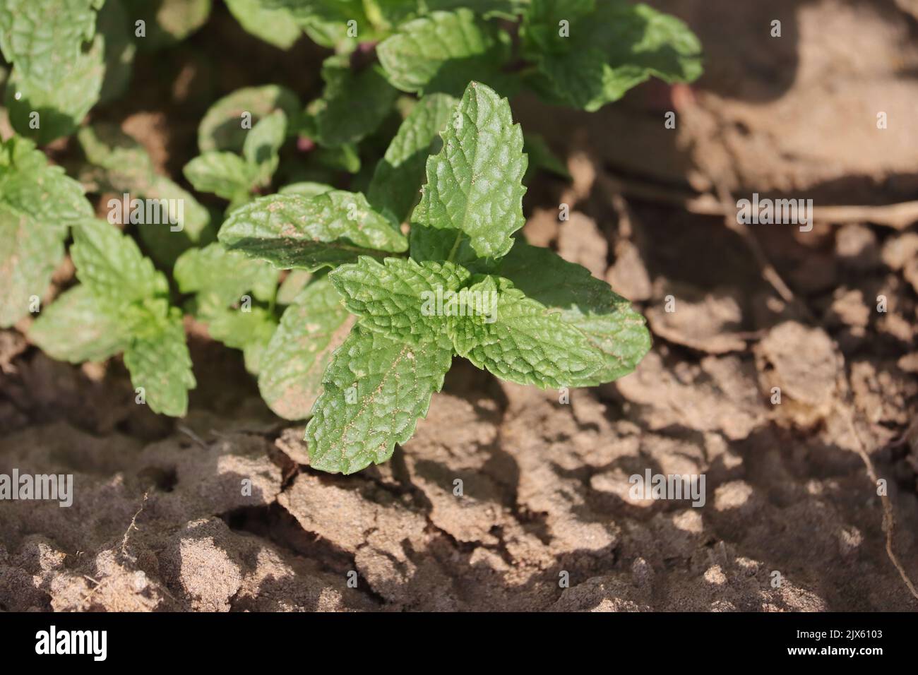 Foto ravvicinata delle foglie di menta verde che crescono nel campo in condizioni naturali Foto Stock