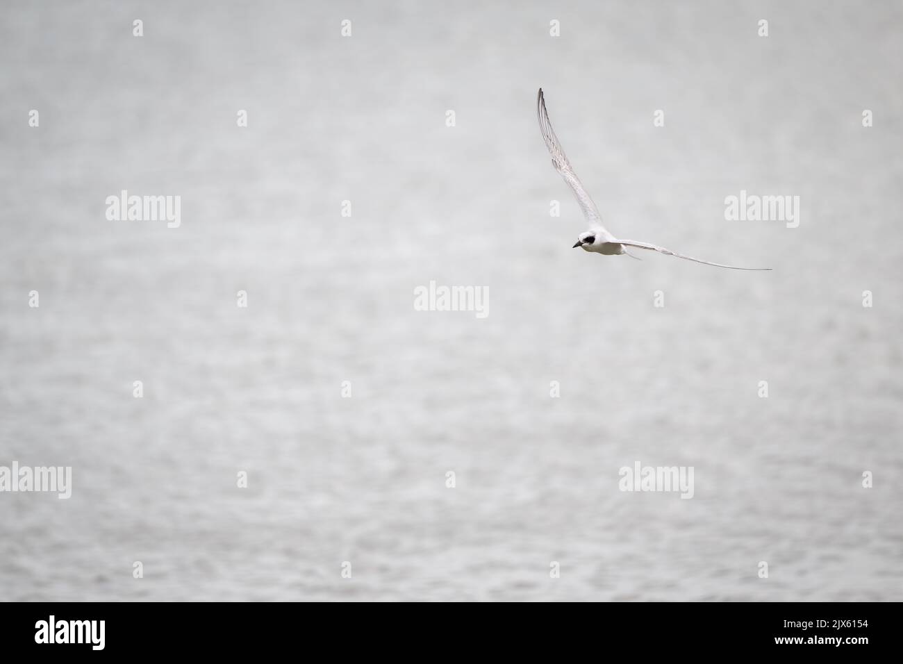 Un Tern non allevato a gabbiano senza sforzo, volando sopra la baia di Esplanade a Cairns in far North Queensland, Australia in cerca di preda. Foto Stock