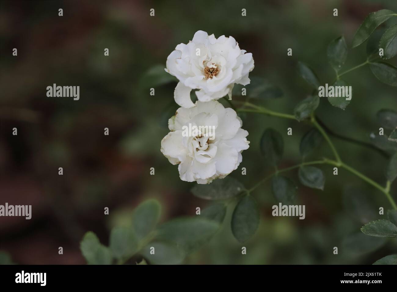 Foto ravvicinata dei fiori bianchi di rosa nel giardino Foto Stock