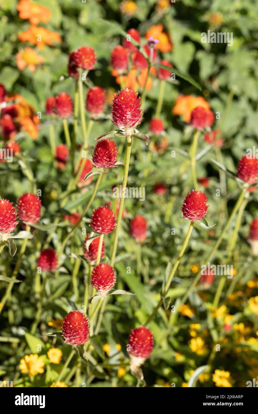 Gomphrena haageana 'Strawberry Fields' globo fiori di amaranto. Foto Stock