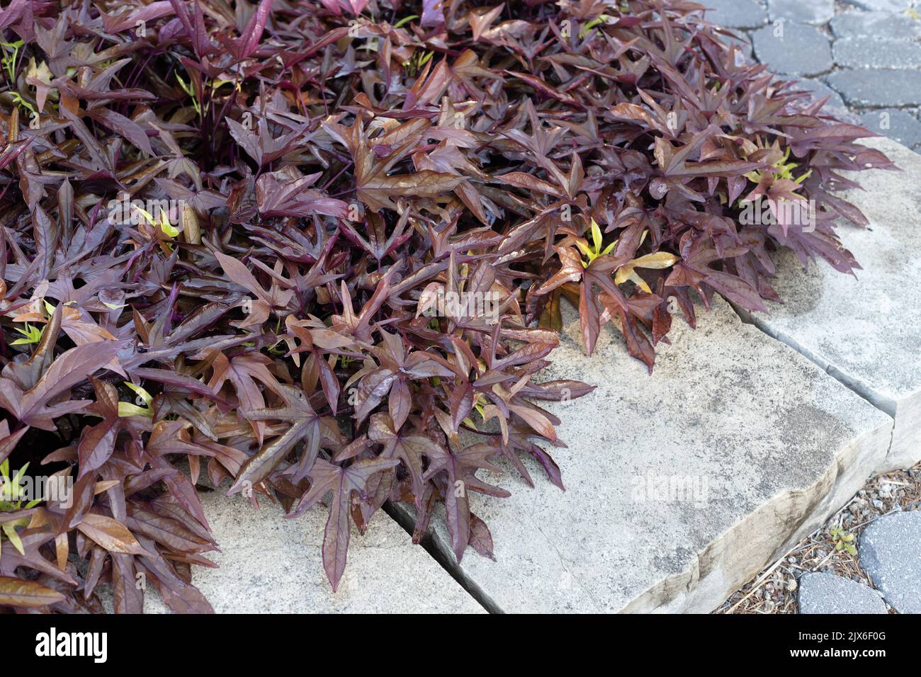 Ipomoea batatatas 'Spotlight Red' vite di patate dolci. Foto Stock