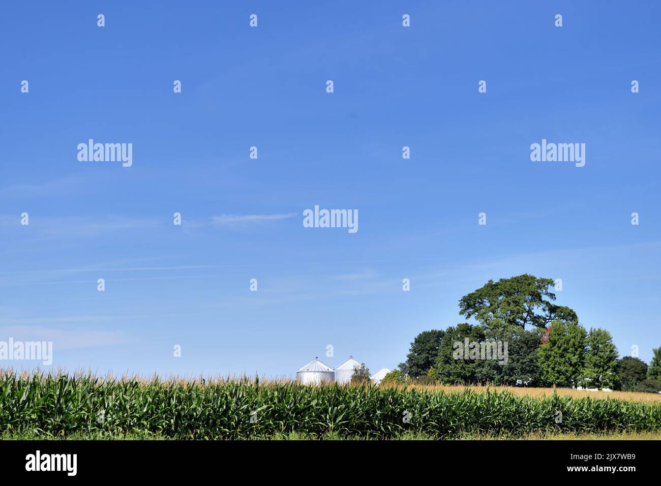 Lafox, Illinois, Stati Uniti. Un raccolto di mais abbondante e maturo in un campo di mais nell'Illinois nordorientale. Foto Stock