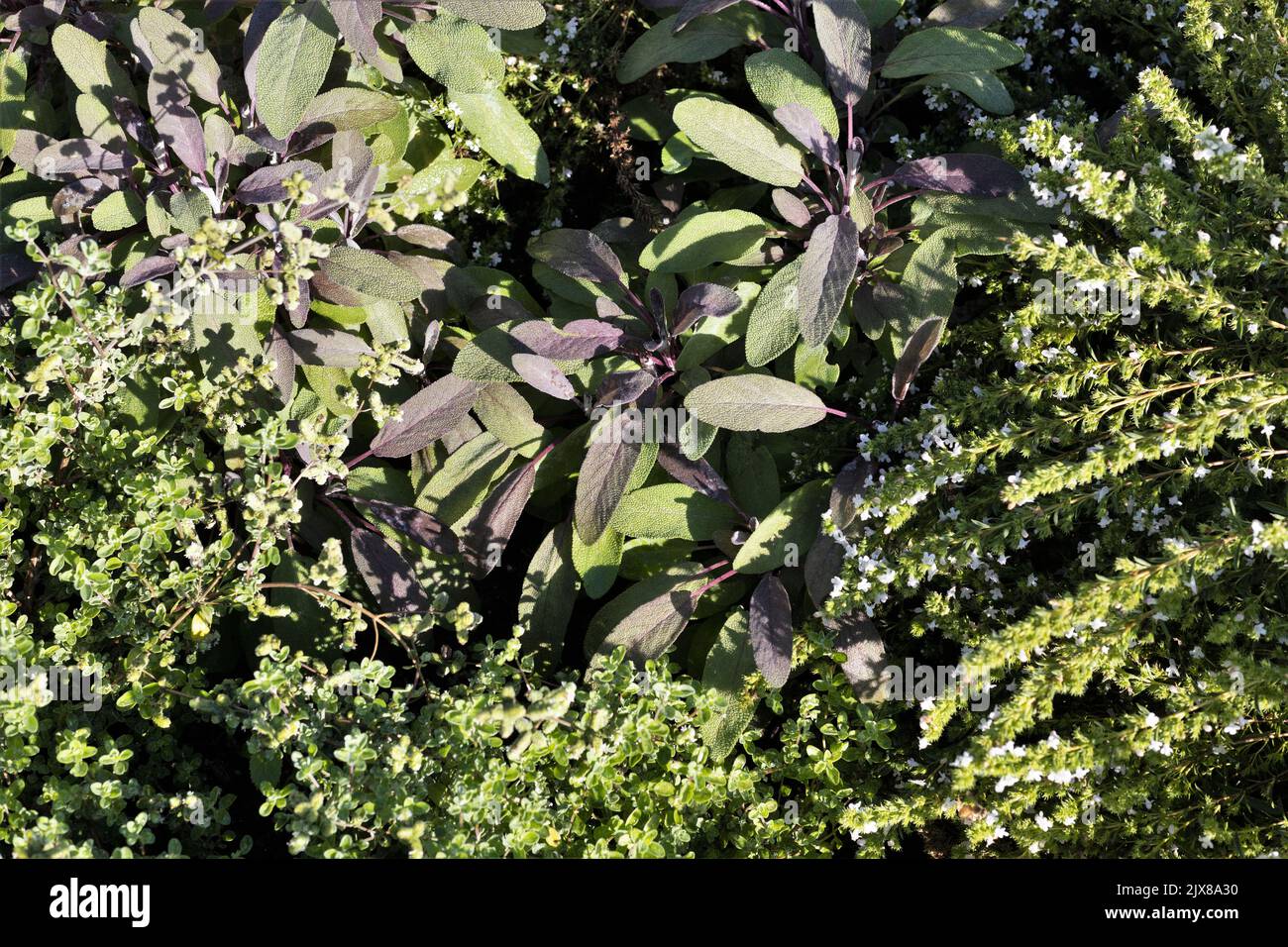 Origano greco, salvia porpora e salvia invernale, insieme in un giardino di erbe. Foto Stock