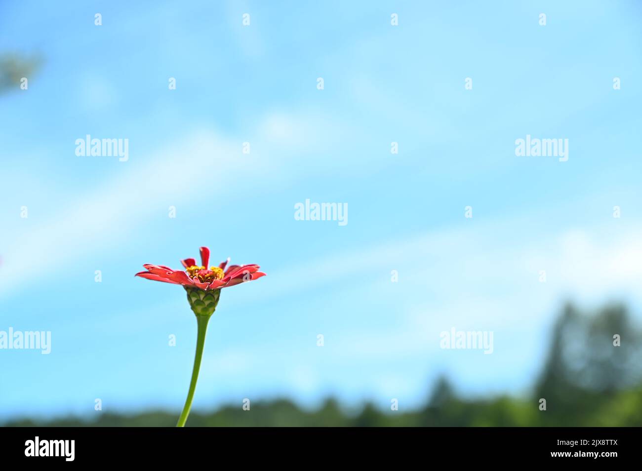 Un fiore sta fiorendo splendidamente sotto il cielo limpido Foto Stock